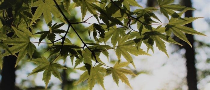 photosynthesis worksheet with answers pdf